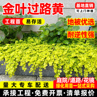 金叶过路黄盆栽黄金串地被趴地匍匐垂吊植物观叶耐寒耐热花境庭院