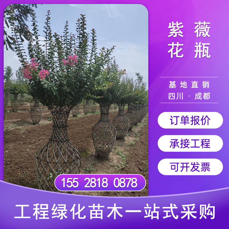 紫薇花花瓶造型盆景老桩百日红满堂红南北方易成活别墅庭院花园