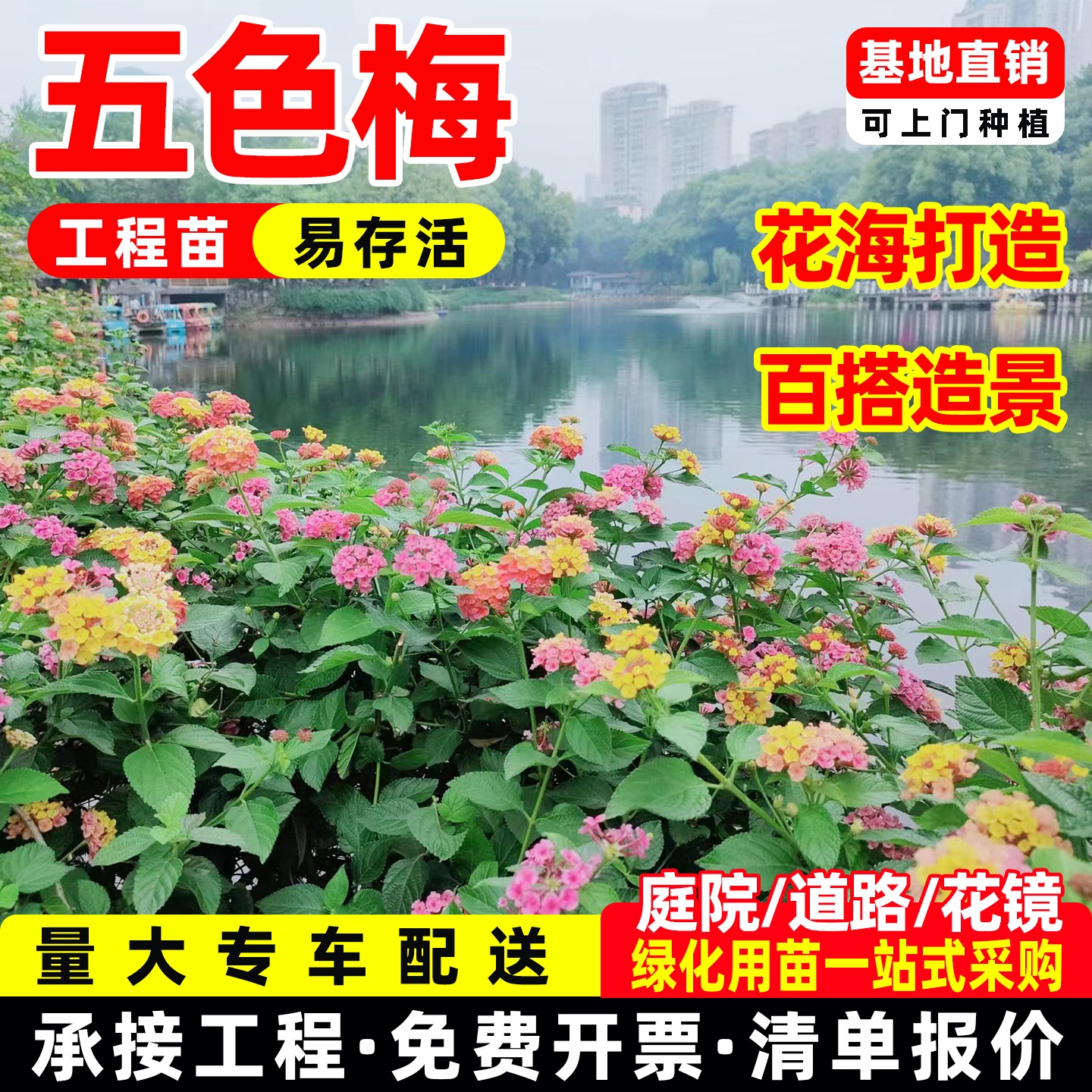 五色梅彩花四季盆栽老桩大苗包邮马缨丹耐寒热好养植物期长久绿植