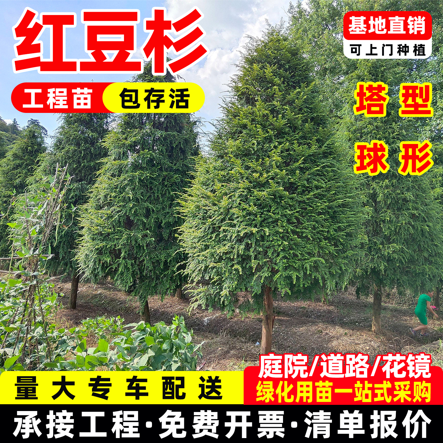 红豆杉造型柱球形树苗曼地亚红豆杉盆栽盆景四季常青耐寒花卉绿植