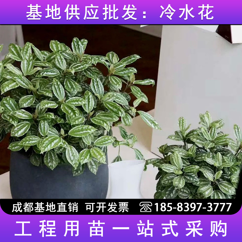 冷水花植物白雪室内外阳台
