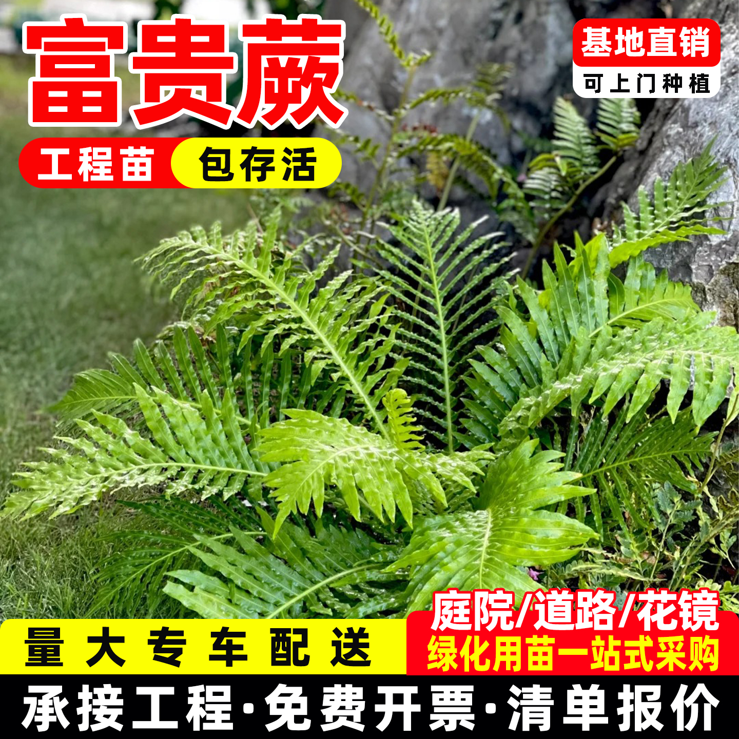富贵蕨盆栽花境植物蕨类绿植易活肾蕨别墅阳台园林庭院花园绿化