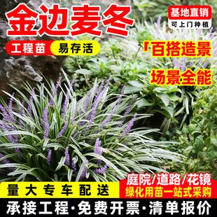 金边麦冬草苗园林绿化地被苗庭院植物观赏阔叶草花叶麦冬耐寒耐阴