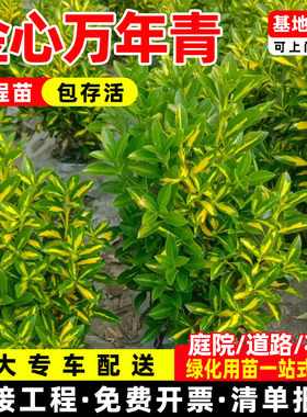 金心黄杨金边万年青冬青卫矛大叶黄杨树苗四季常青耐寒绿篱工程苗