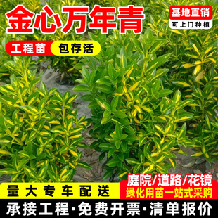金心黄杨金边万年青冬青卫矛大叶黄杨树苗四季常青耐寒绿篱工程苗