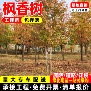 枫香树三角枫树苗枫香杯苗小叶红芽三角枫树苗庭院绿化工程苗造林