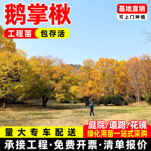 基地直销鹅掌楸树苗珍稀名贵苗木马褂木苗别墅庭院绿植盆栽绿化树
