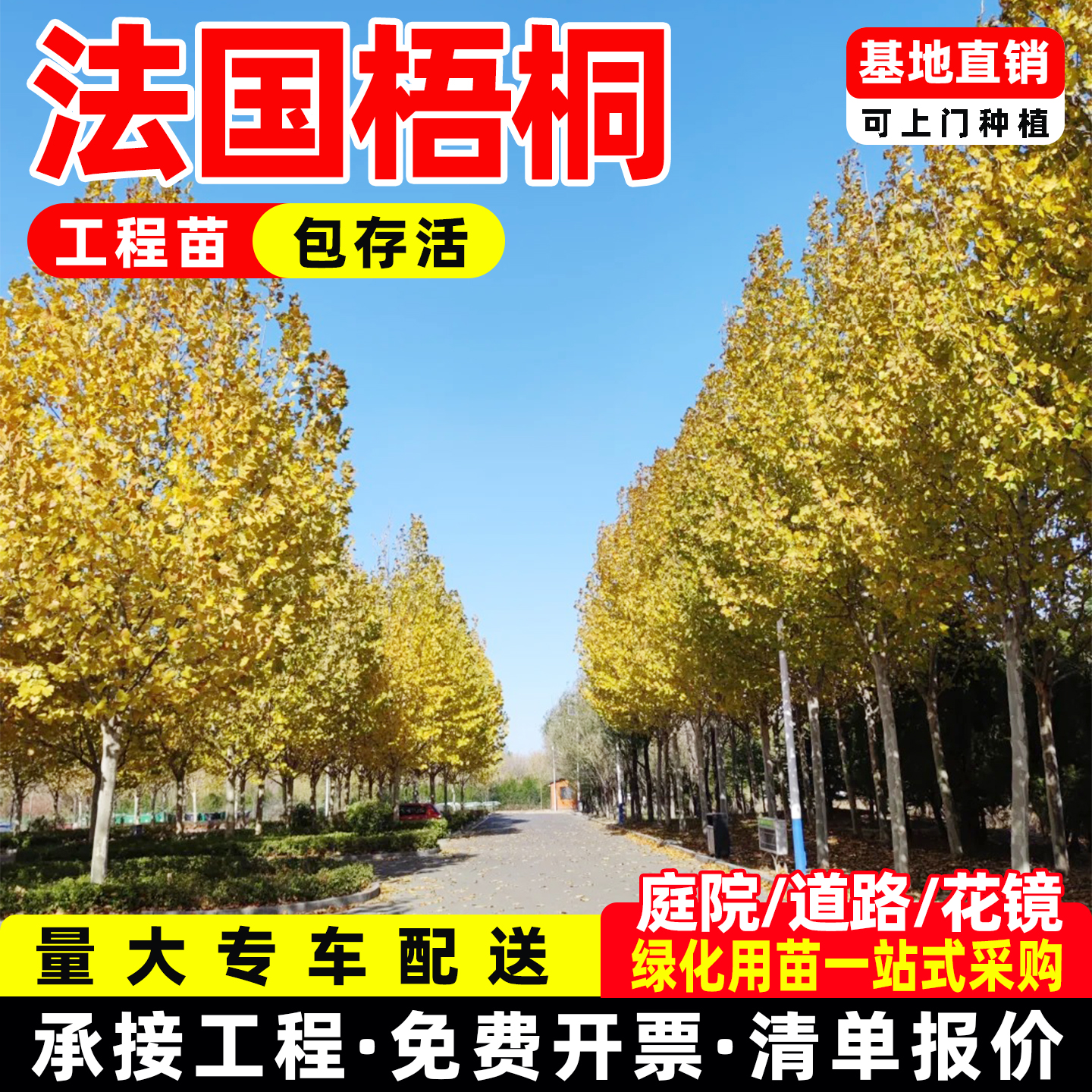 法国梧桐树庭院行道树