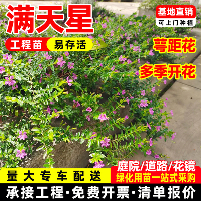 满天星盆栽丛生带花苞阳台庭院好养工程绿化室外四季好养开花植物