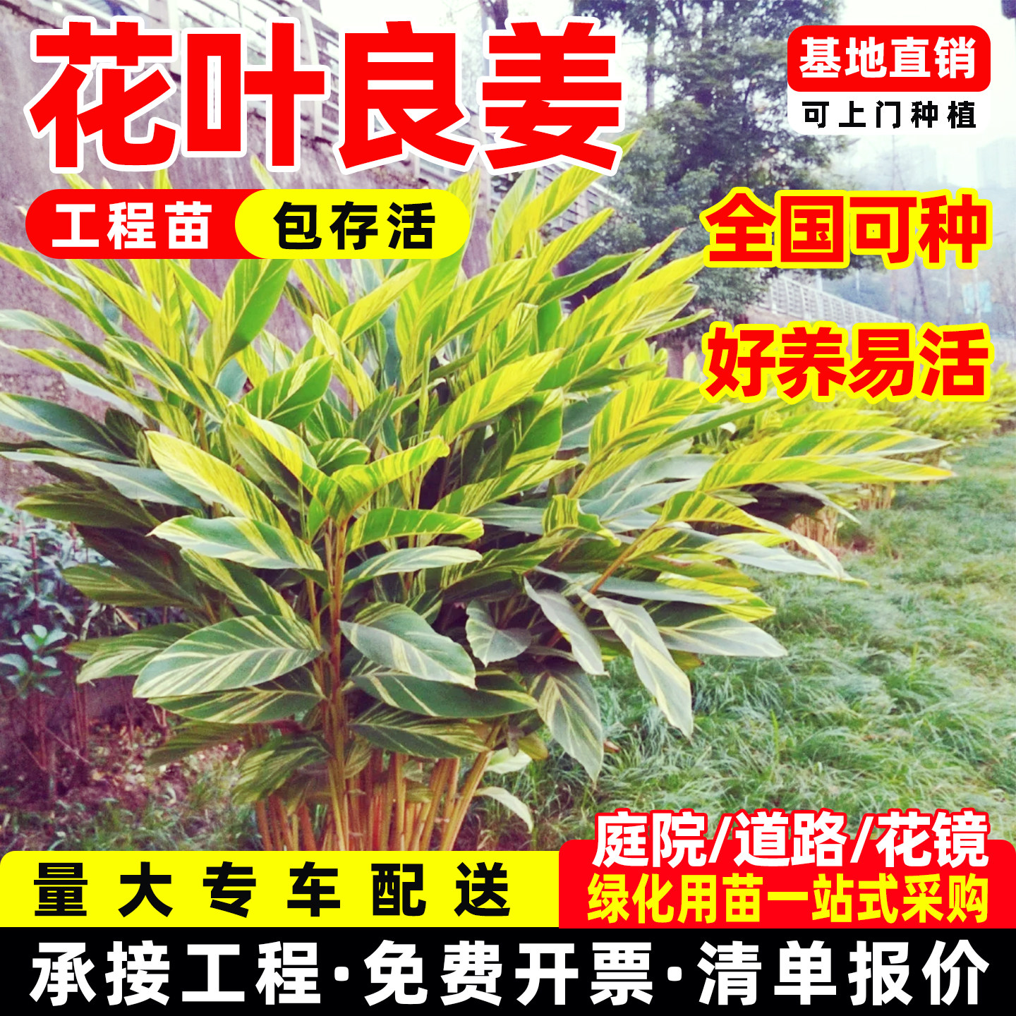 成都花叶良姜苗彩叶姜艳山姜斑纹月桃苗花叶艳山姜别墅花园绿化苗