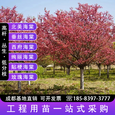 海棠树苗北美绚丽垂丝贴梗八棱海棠树苗低分枝高杆园林绿化工程苗