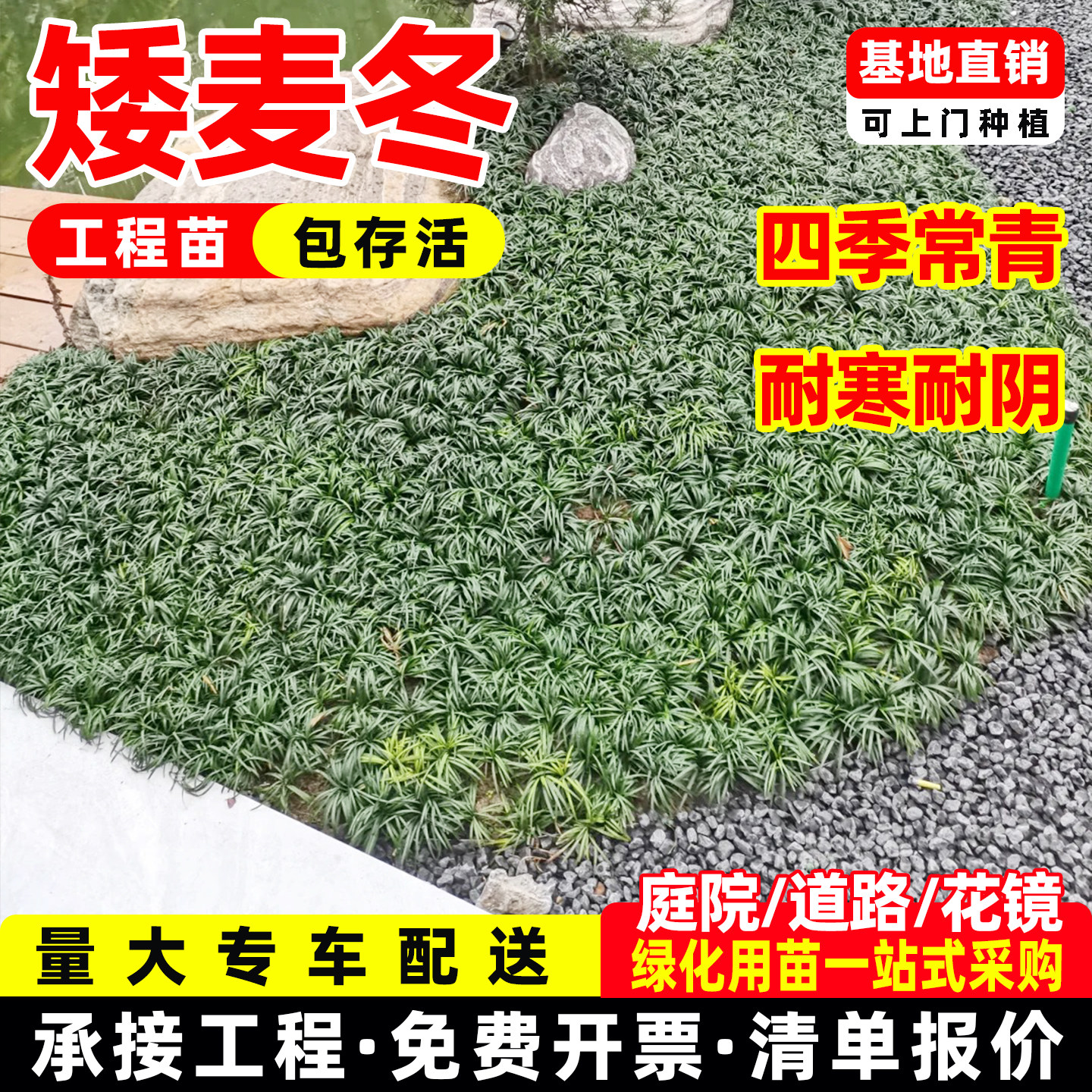 玉龙草日本矮麦冬草别墅园林绿化草苗草平真草皮四季常青庭院草坪图片