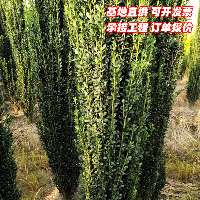 直立冬青朝天笔花境植物四季长青日本冬青树苗钝齿庭院绿篱笆苗