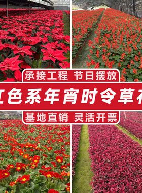 爆款中国红一串一品红报春花