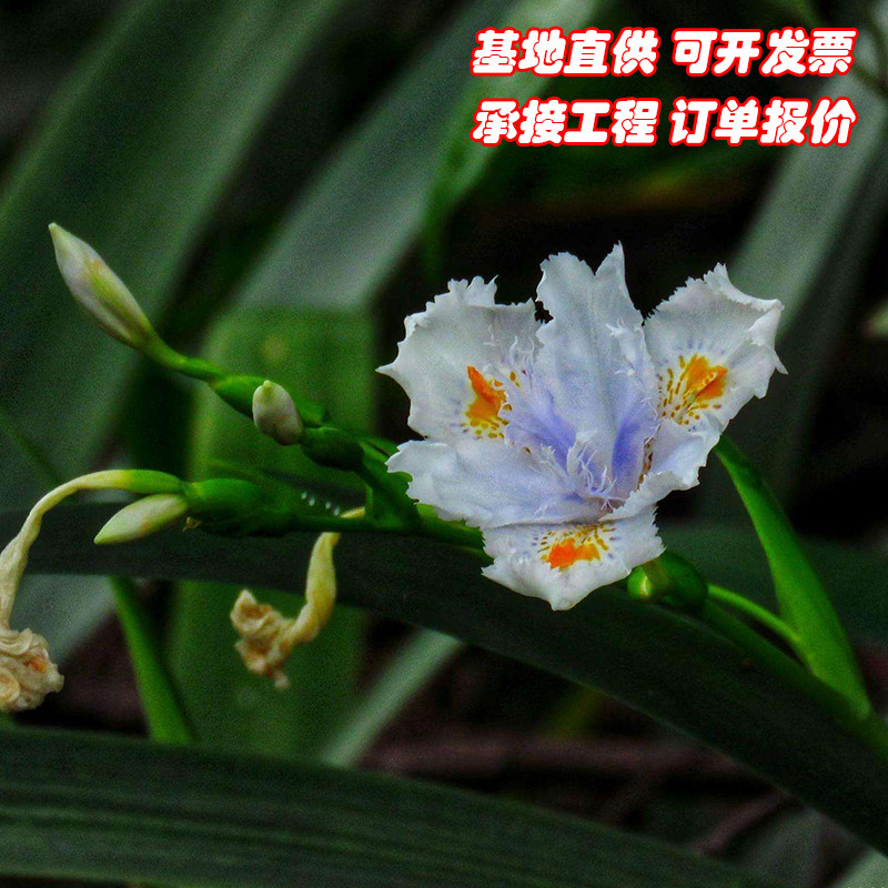 扁竹兰鸢尾花苗种球射干扁竹根豆豉叶根蝴蝶花护坡用绿植开白花