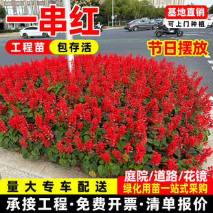 超级一串红花苗盆栽花矮杆爆仗红拉尔维亚象牙红中国红洋赪桐小苗