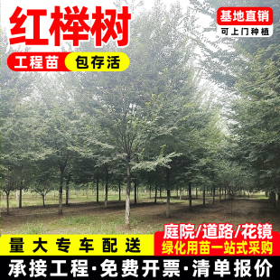 红榉树苗血榉树别墅庭院行道大型丛生绿化苗木风景树小叶榉树苗
