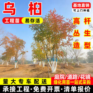 成都乌桕树苗大树红叶彩叶原生丛生山乌桕别墅造景庭院绿化风景树