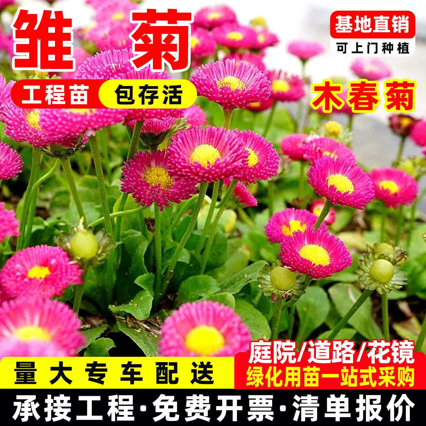 重瓣小雏菊盆栽花苗阳台花卉庭院耐寒植物雏菊花期长小球菊花苗