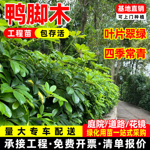 四季常青鸭脚木/鸭掌木/七叶莲/鹅掌柴苗 盆栽花卉植物绿化工程苗