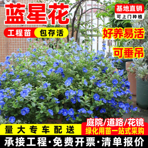 蓝星花苗吊兰盆栽美洲新品阳台庭院耐热花卉蓝花植物易养垂吊花卉