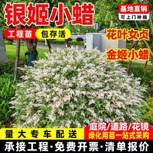 银姬小蜡球花叶女贞银姬水蜡大杯苗彩叶庭院花园花境色块绿化耐寒