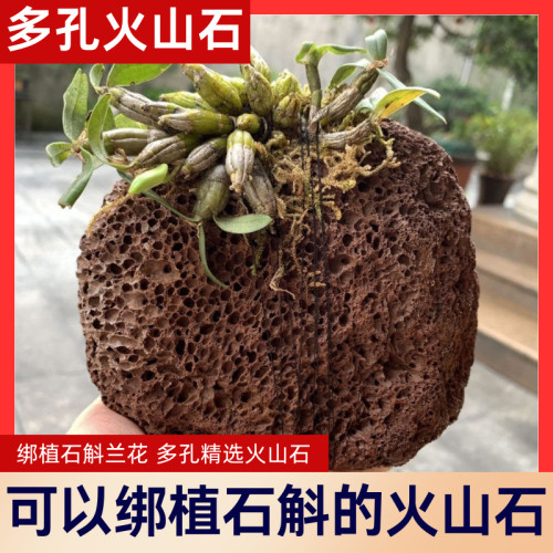 天然精选火山石多肉菖蒲文竹兰花石斛园艺绿植种植石斛绑植易走根