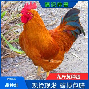 种蛋九斤黄受精蛋快大型种蛋受精蛋鸡品种土鸡可孵化鸡苗宠物鸡