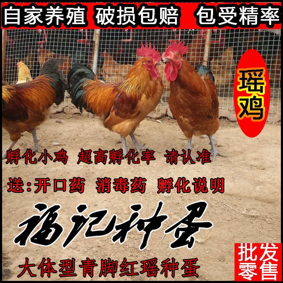 大体型青脚红瑶种蛋可孵化小鸡土鸡种蛋农家散养受精种蛋是宠物鸡