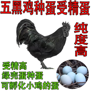 五黑鸡种蛋五黑一绿鸡种蛋可孵化受精蛋当天新鲜包邮受精蛋宠物鸡