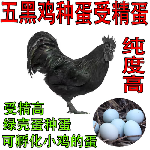 五黑鸡种蛋五黑一绿鸡种蛋可孵化受精蛋当天新鲜包邮受精蛋宠物鸡