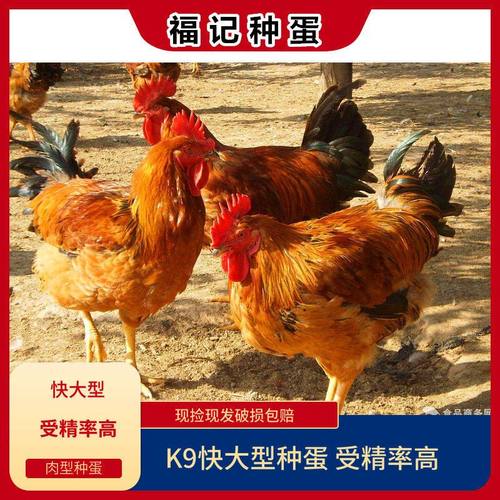 K9快大麻黄鸡种蛋港麻882受精蛋土鸡蛋自然授精可孵化宠物鸡