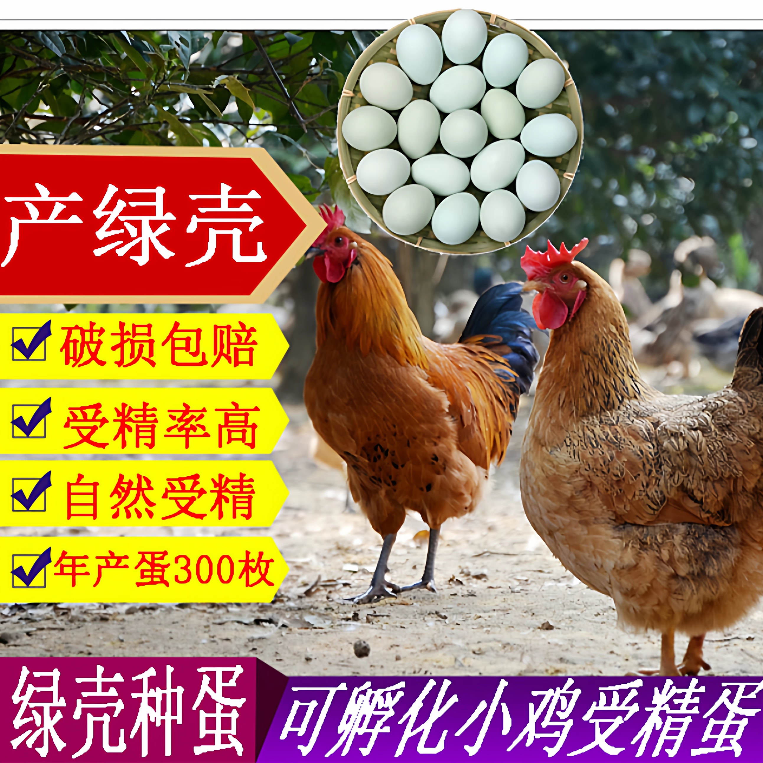 苏禽绿壳受精蛋下绿壳受精蛋可孵化小鸡的蛋农家散养可孵化宠物鸡