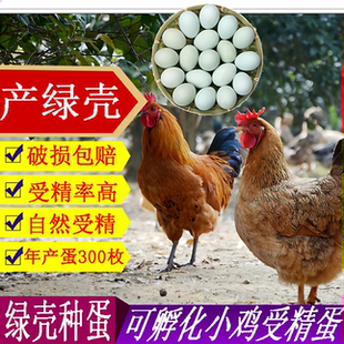 苏禽绿壳受精蛋下绿壳受精蛋可孵化小鸡的蛋农家散养可孵化宠物鸡