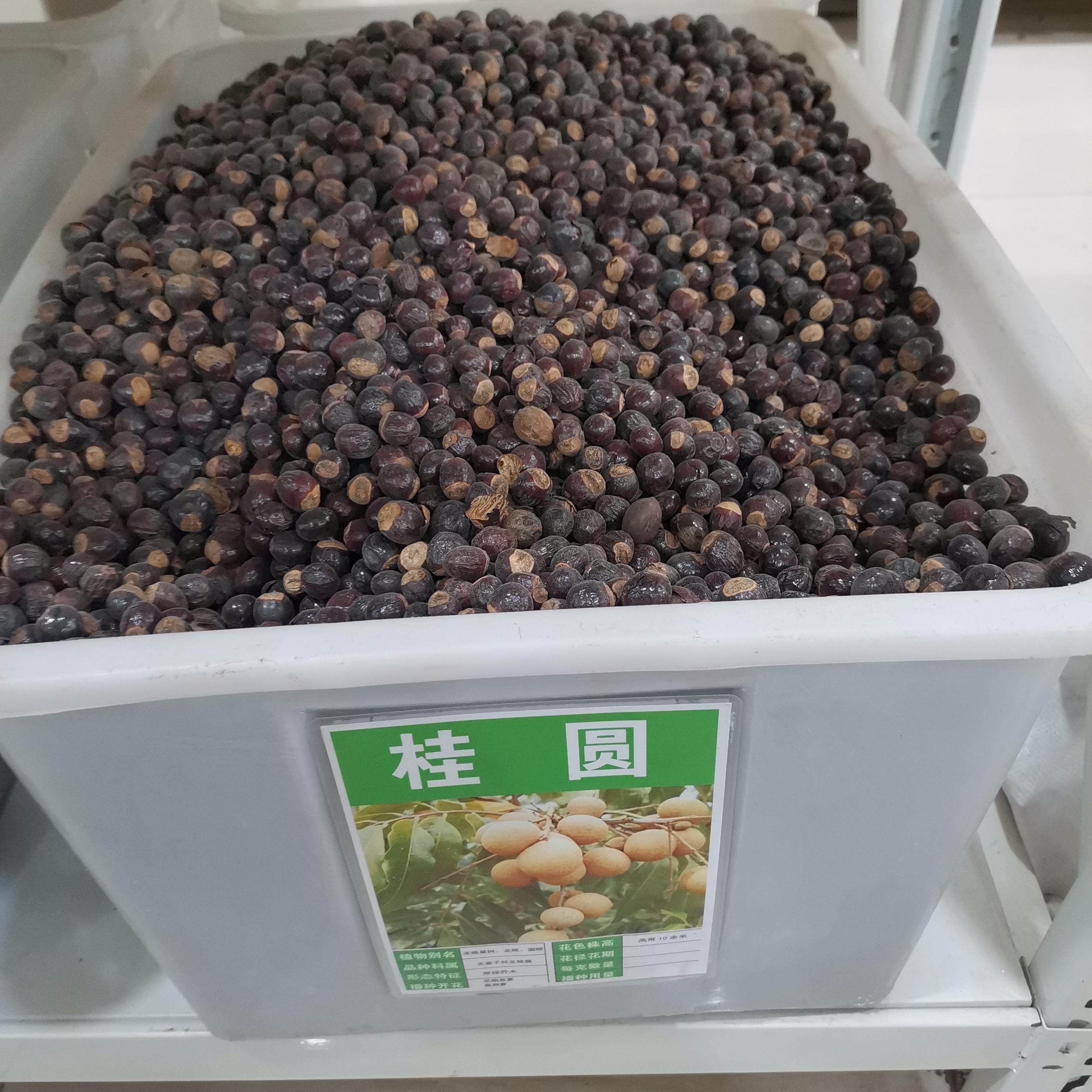 桂圆种子龙眼林木种籽国产散装四季多年生景观绿化工程观叶种孑