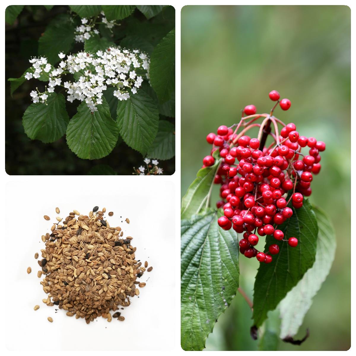 荚迷种子 四季庭院播种 天目琼花 荚鸡树条 佛头花树种子