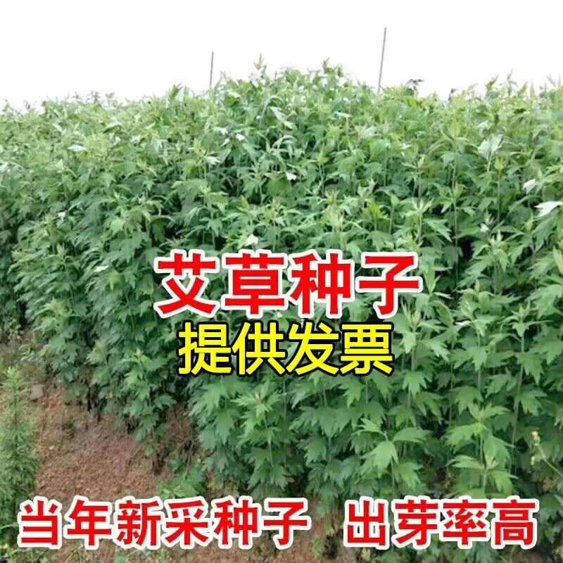 艾叶靳艾草种子野生香艾草苗食用青团大叶艾蒿青蒿种籽四季驱蚊草