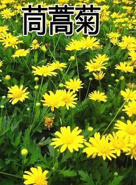 茼蒿菊种子 木春菊木茼蒿花种子多年生四季播金黄色木茼蒿花籽