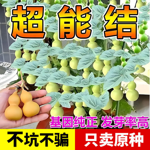 手捻小葫芦种子四季播阳台爬藤