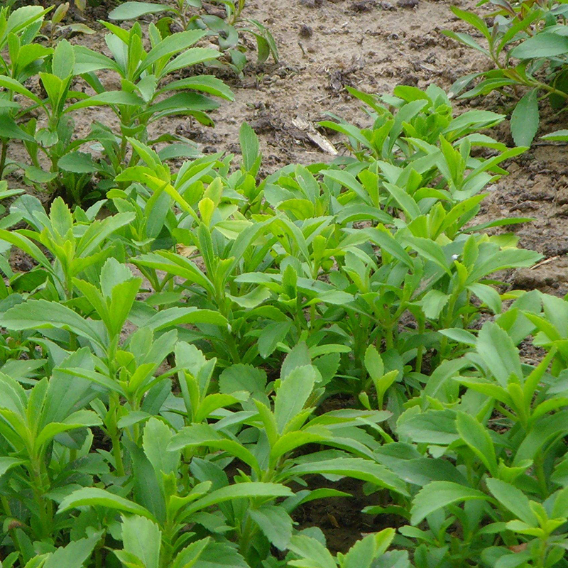 甜叶菊种苗盆栽可食用甜叶菊种子香草种苗花茶花草茶泡水调节三 鲜花速递/花卉仿真/绿植园艺 种苗/半成品盆栽 原图主图