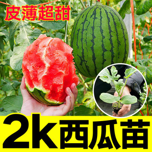 8424冰糖麒麟西瓜苗早佳懒汉无籽美都黄壤西瓜秧苗盆栽地栽阳台苗
