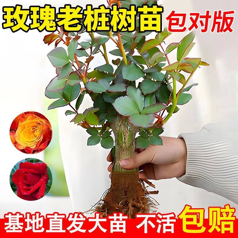 云南老桩爱莎玫瑰苗大花月季花苗开花阳台花卉耐寒易活包发芽大苗,鲜花速递/花卉仿真/绿植园艺,月季/蔷薇/玫瑰,淘宝优惠券,粉丝福利购,淘宝优惠卷