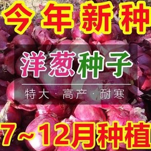 水果洋葱种子红皮洋葱种籽可以生吃的水果洋葱特大高产秋季种子籽