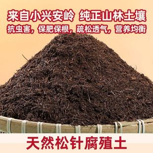 月季酸性腐叶腐殖土腐熟纯落叶松针杜鹃君子兰营养花土嚷天然有机