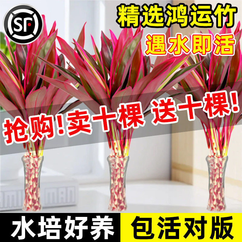 富贵竹水培植物紫竹鸿运竹带根粗杆龙竹客厅招财竹子室内转运绿植,鲜花速递/花卉仿真/绿植园艺,红掌/凤梨/温室花卉,淘宝优惠券,粉丝福利购,淘宝优惠卷