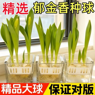 郁金香种球水培花卉5度球室内花土养植物四季好养活盆栽花苗种籽