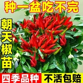 朝天椒盆栽五彩辣椒苗阳台庭院四季 结果可食用小米辣种子籽大秧苗