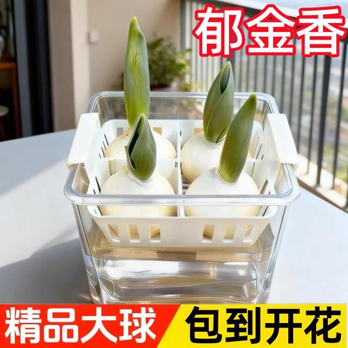 郁金香种球耐寒冬季水培花卉土养绿植室内盆栽苗四季鲜花种好养活