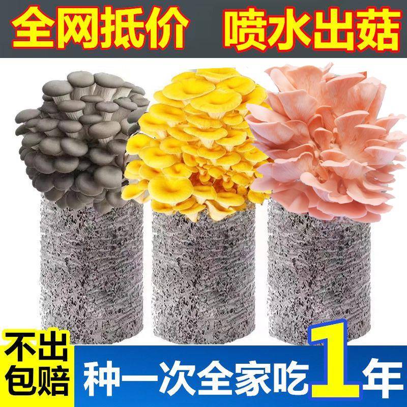 新鲜蘑菇种植包家庭菌菇家种菌包懒人种植可食用榆黄菇菌棒盆栽