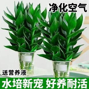 观音竹富贵竹水培植物带根花卉绿植绿萝室内盆栽转运竹子水养好养